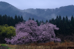 雨の日曜と桜　５