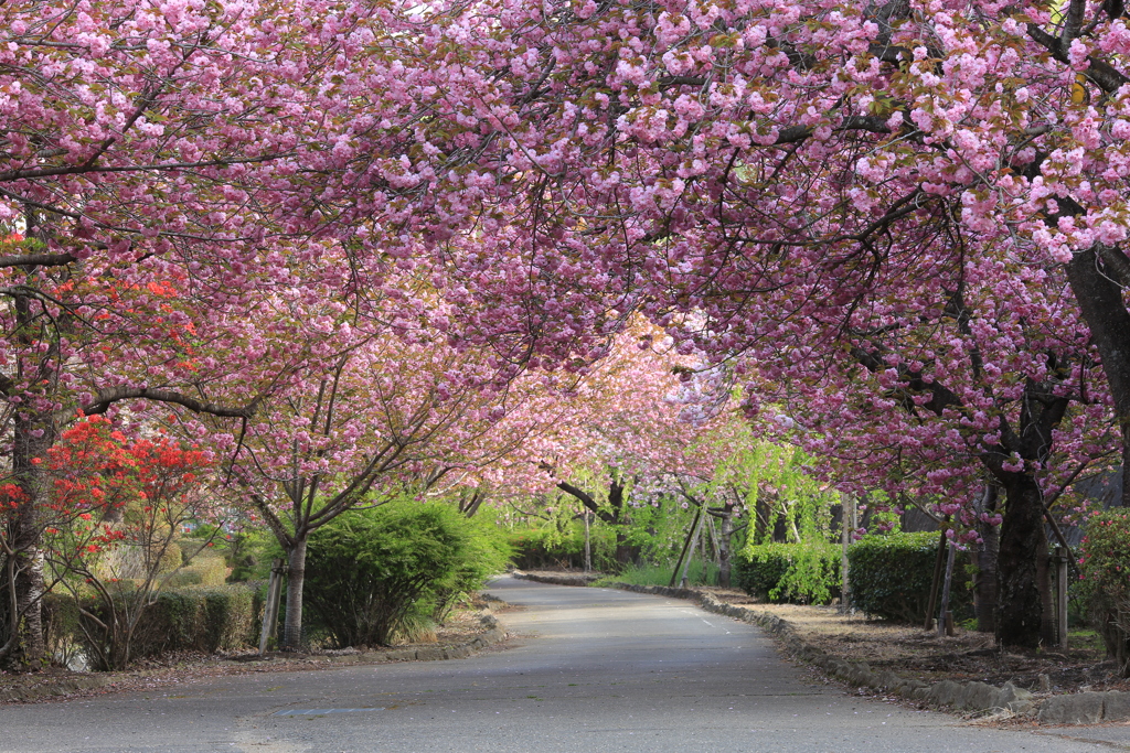 八重桜を通り抜けて