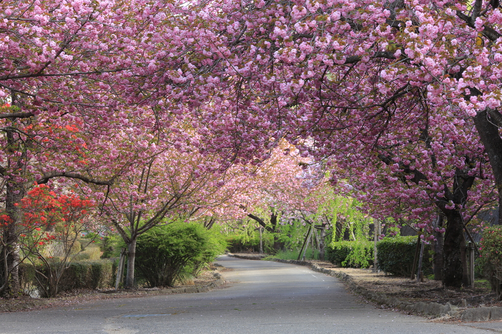 八重桜を通り抜けて