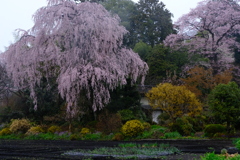 雨の日曜と桜　８