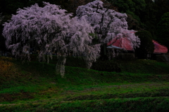 しだれ桜の咲くお寺　３