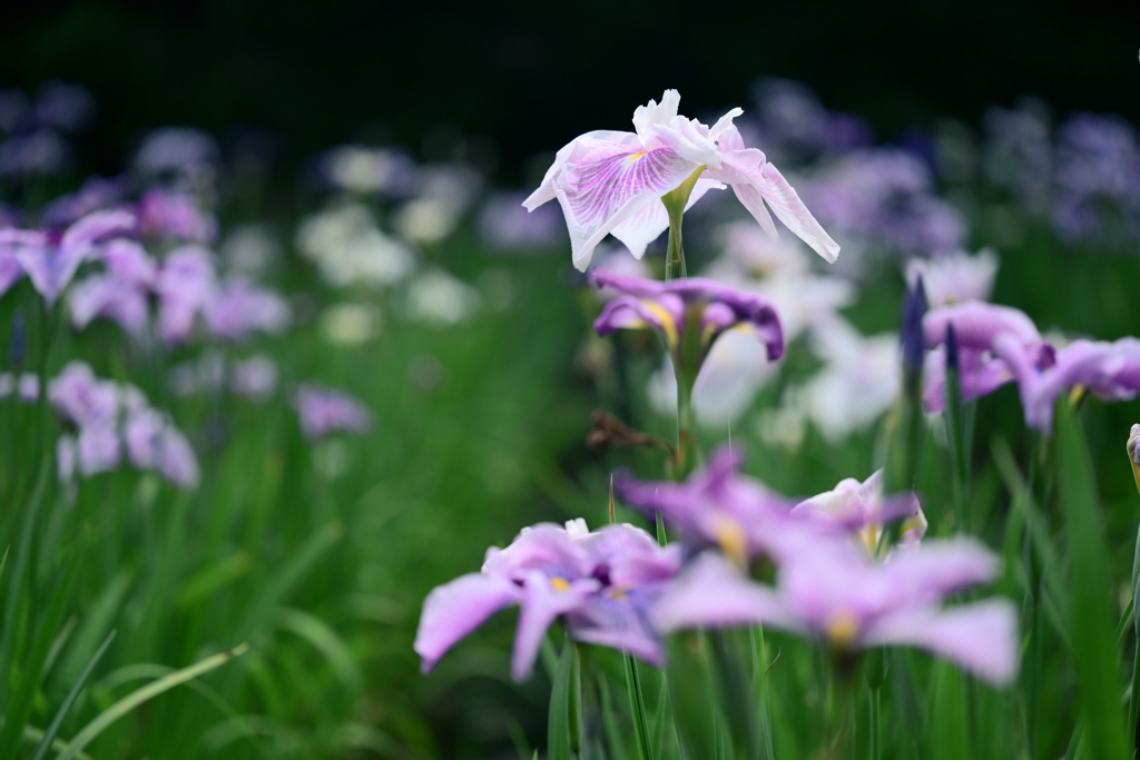 花しょうぶ