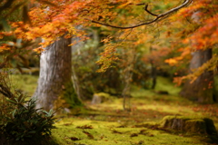 秋の古峯園