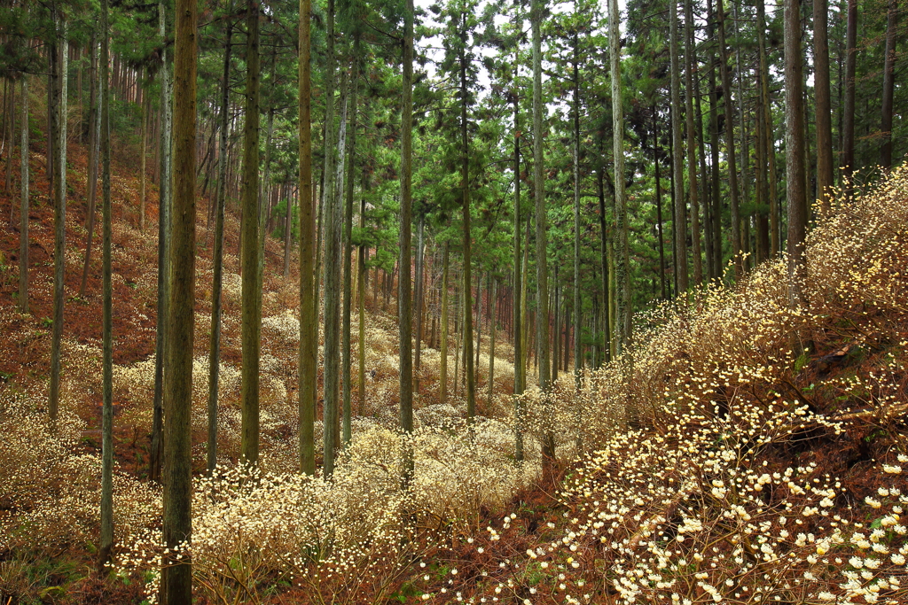 妖精の森　⑥