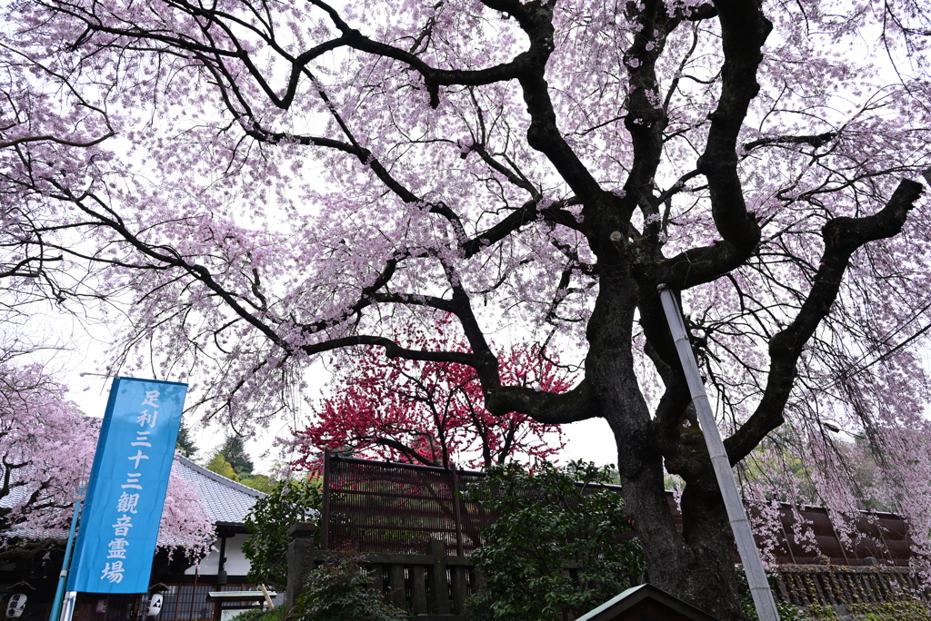 しだれ桜　①