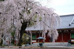 成願寺のしだれ桜　２