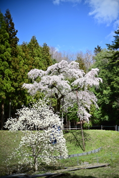 龍興寺しだれ桜