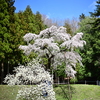 龍興寺しだれ桜