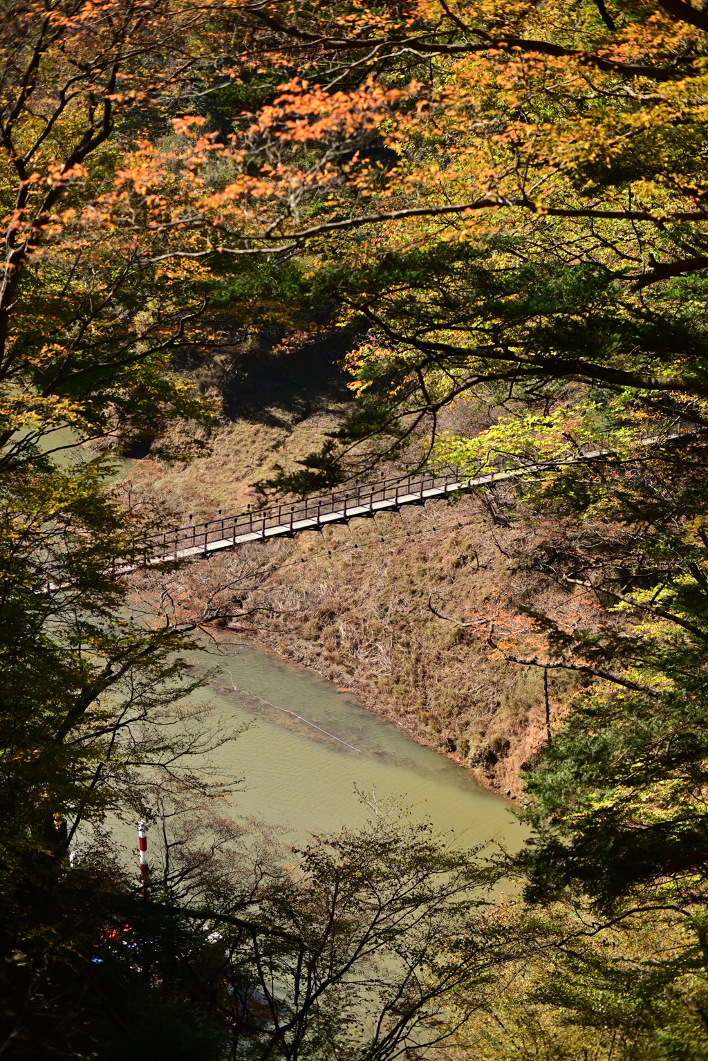 回顧の吊り橋