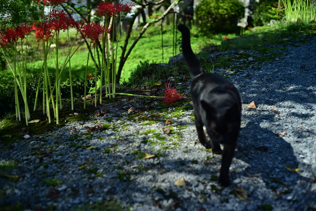 彼岸花と通りすがりの黒猫