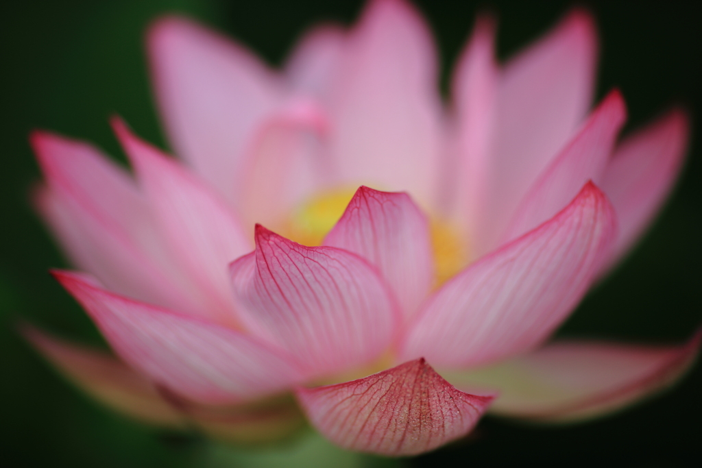 ハス開花・・・してました