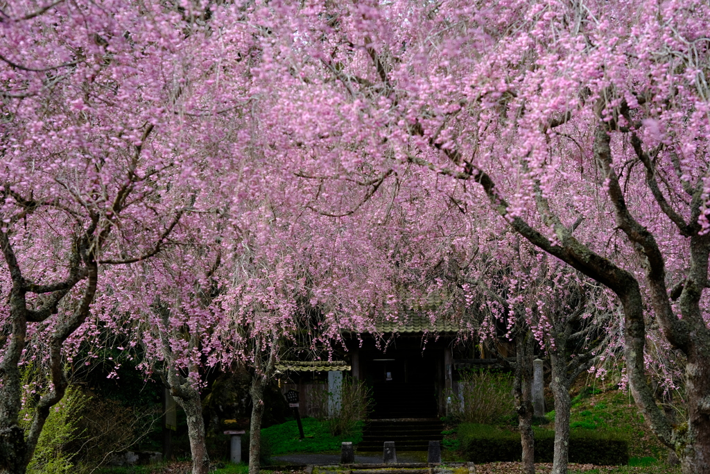 しだれ桜の咲くお寺