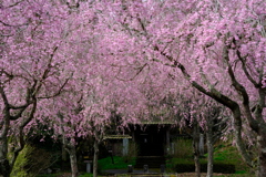 しだれ桜の咲くお寺