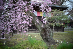 鑁阿寺と桜　Ⅱ