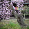 鑁阿寺と桜　Ⅱ