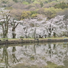 菅塩沼の桜　Ⅱ