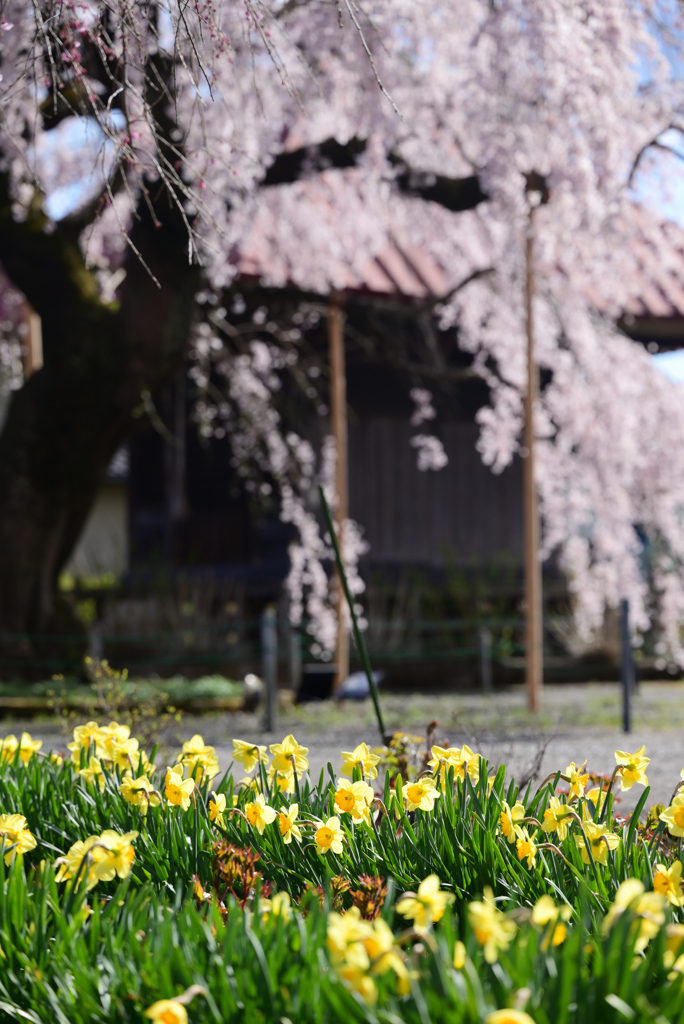 水仙としだれ桜