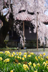 水仙としだれ桜