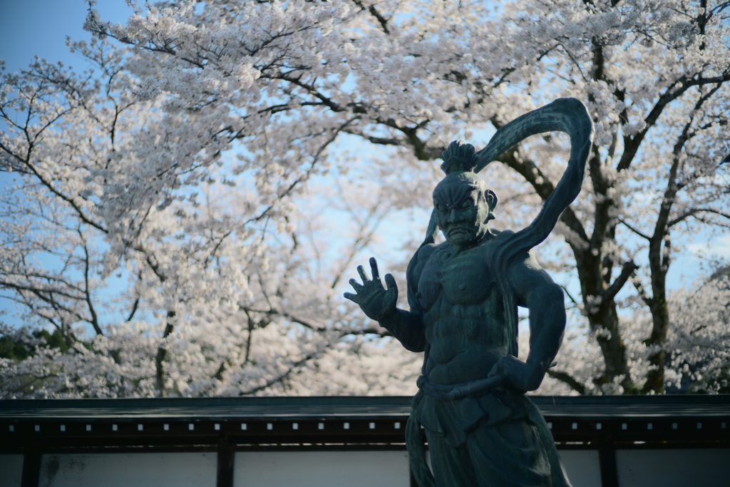 実相寺の桜　②