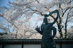 実相寺の桜　②