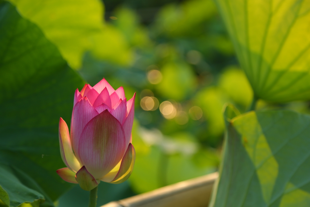夏の早朝
