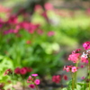 水辺の花　ⅲ
