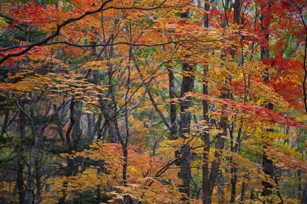 森の紅葉