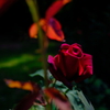情熱の真っ赤なバラ