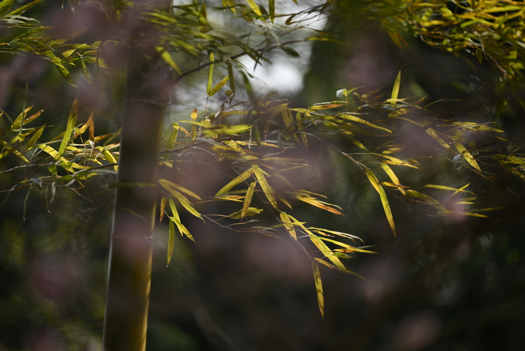 春のそよ風