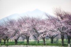 桜と筑波山