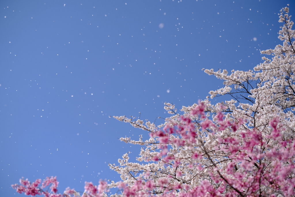 桜の花びら舞い上がる