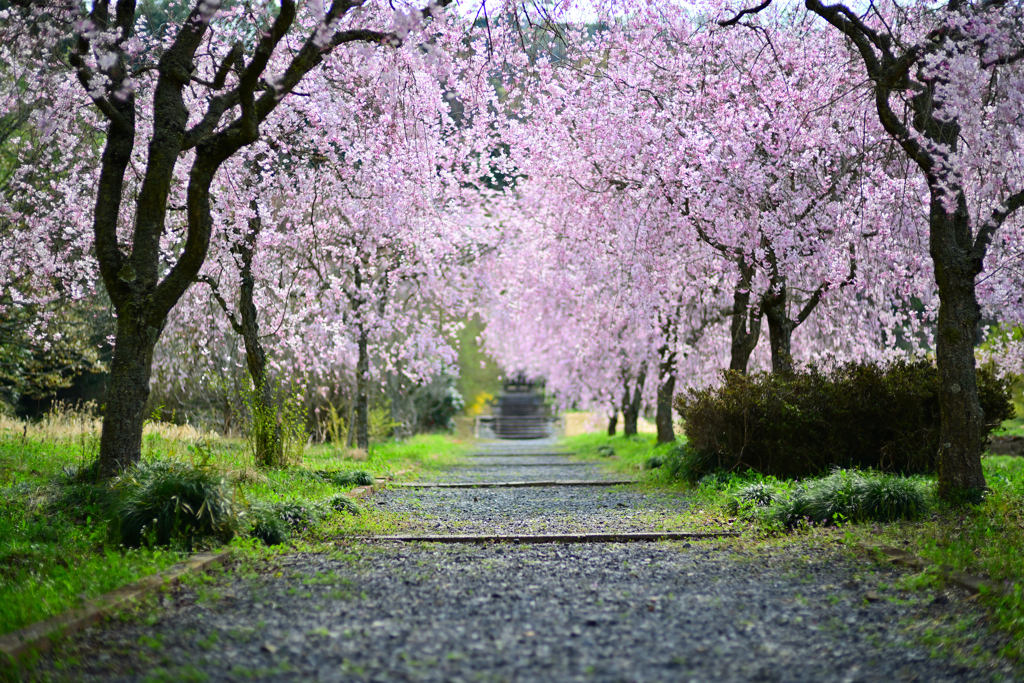 仏生寺しだれ桜　④
