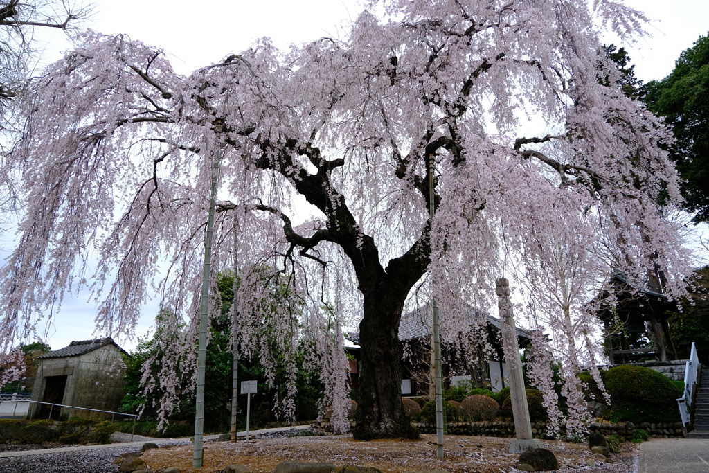 成願寺のしだれ桜　１