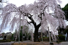 成願寺のしだれ桜　１