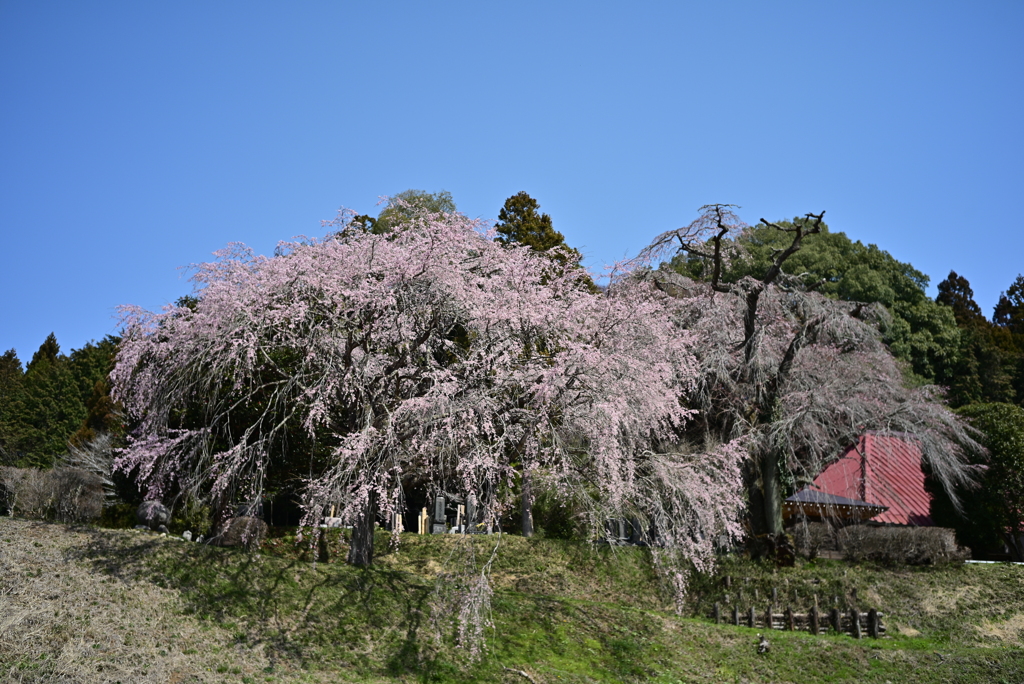 しだれ桜　～益子～