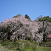 しだれ桜　～益子～