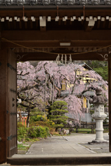 岩しだれ桜　Ⅱ