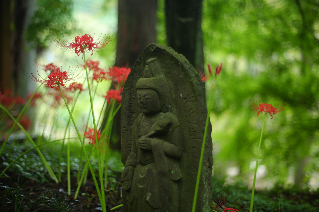 雨に濡れた彼岸花　ⅰ