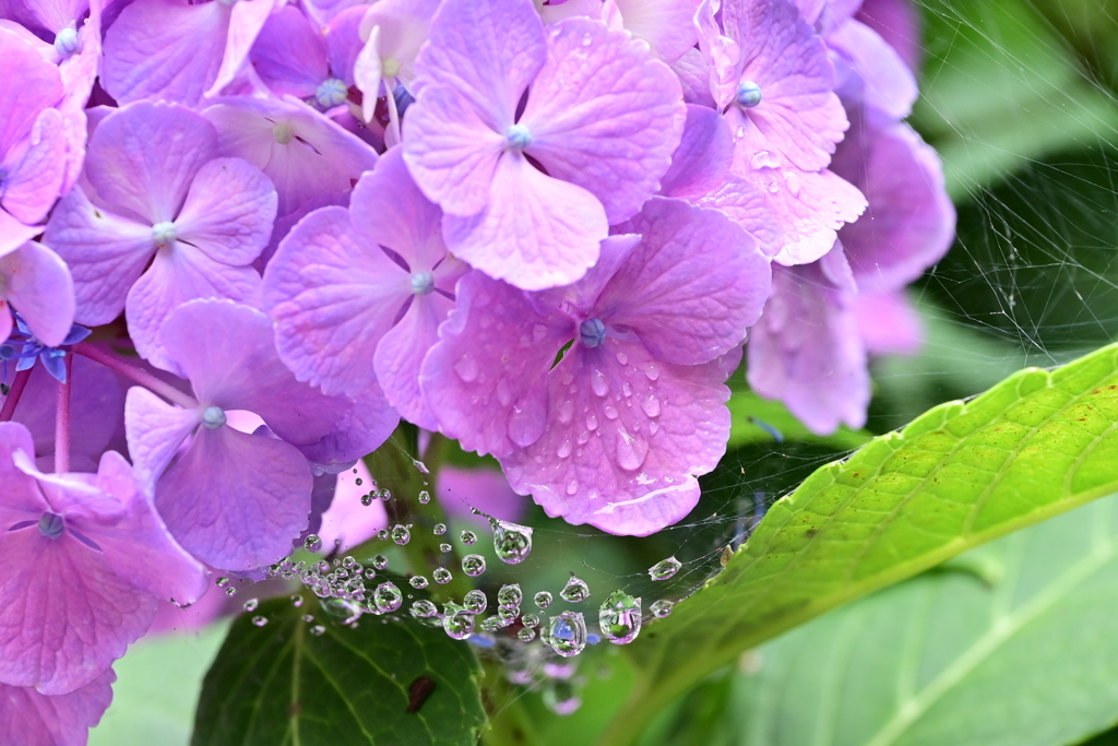 雨上がりの紫陽花