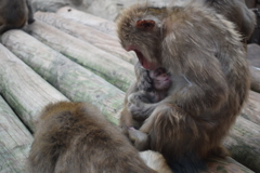 親子の猿