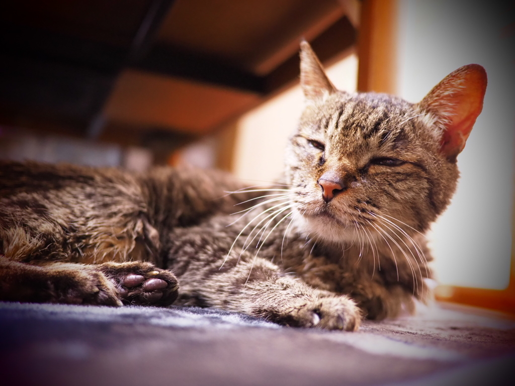 ねこさん