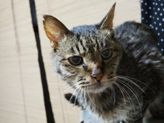 我が家のねこさん