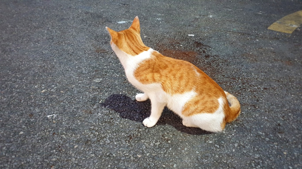 野良猫