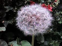 たんぽぽ