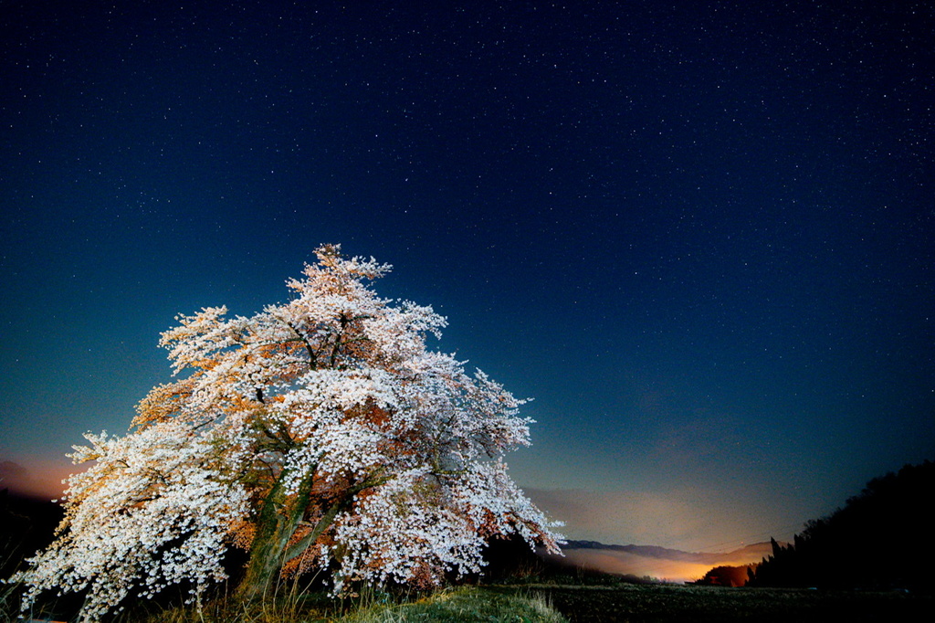 黒岩の夫婦桜