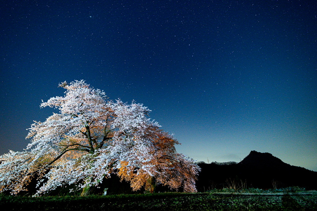 黒岩の夫婦桜2