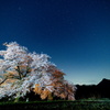 黒岩の夫婦桜2