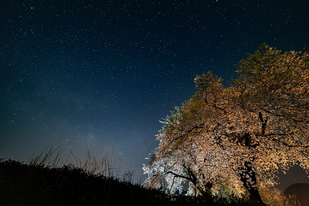 黒岩の夫婦桜3