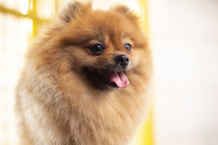 Dog02