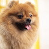 Dog02